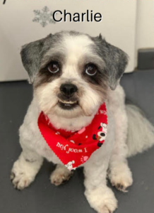 Charlie, a small dog