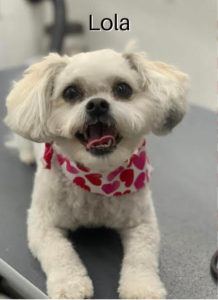 Lola, a small dog